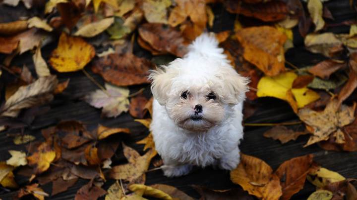 Cute Little Puppy Standing On Leaves